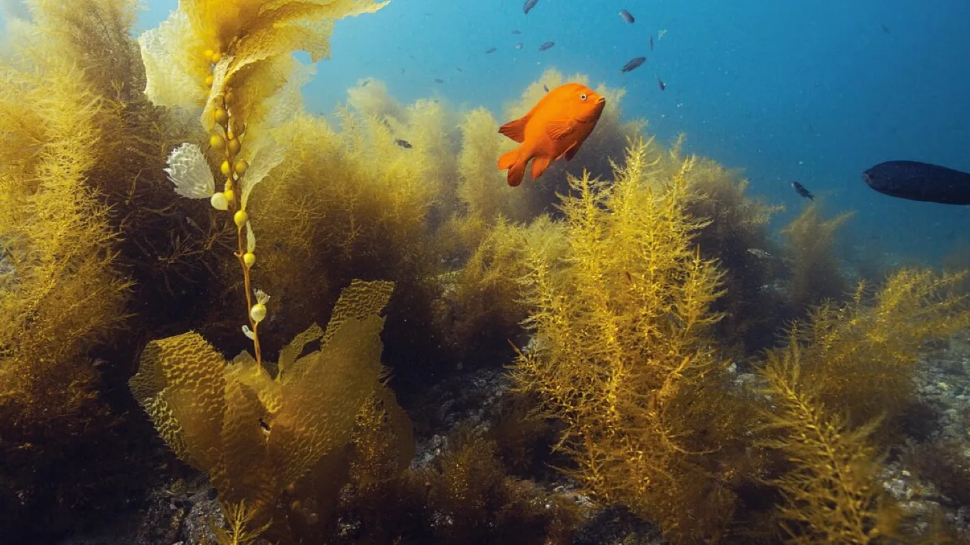 PADI Underwater Naturalist